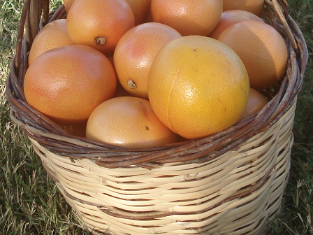 Orange Peel Oil Citrus Sinensis