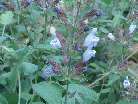 Sage Oil Salvia Officinalis