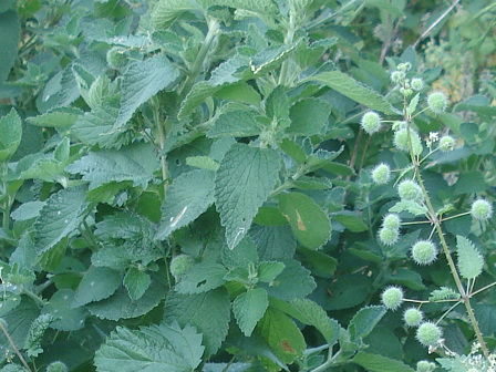 Nettle Seed Oil Urtica Dioica